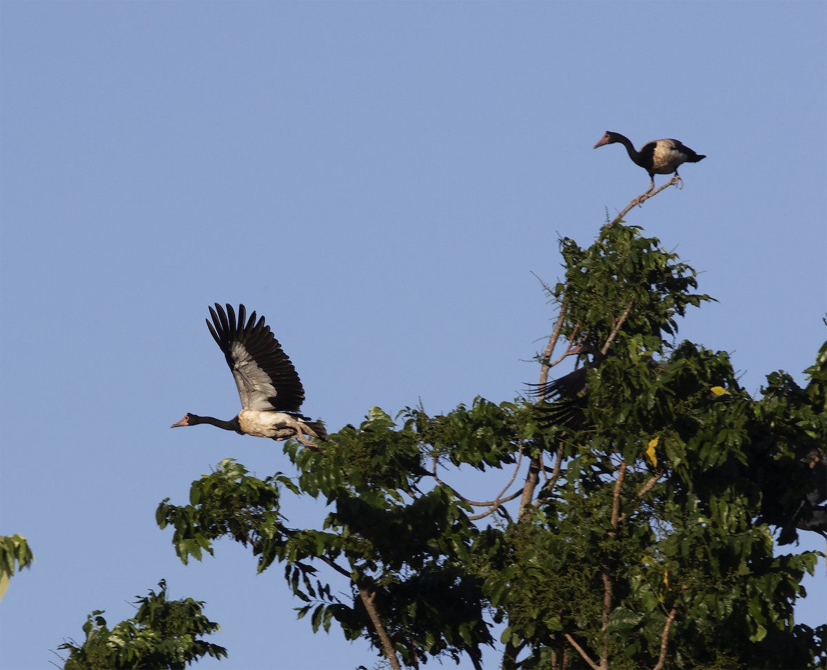 Magpie Goose - ML425921811