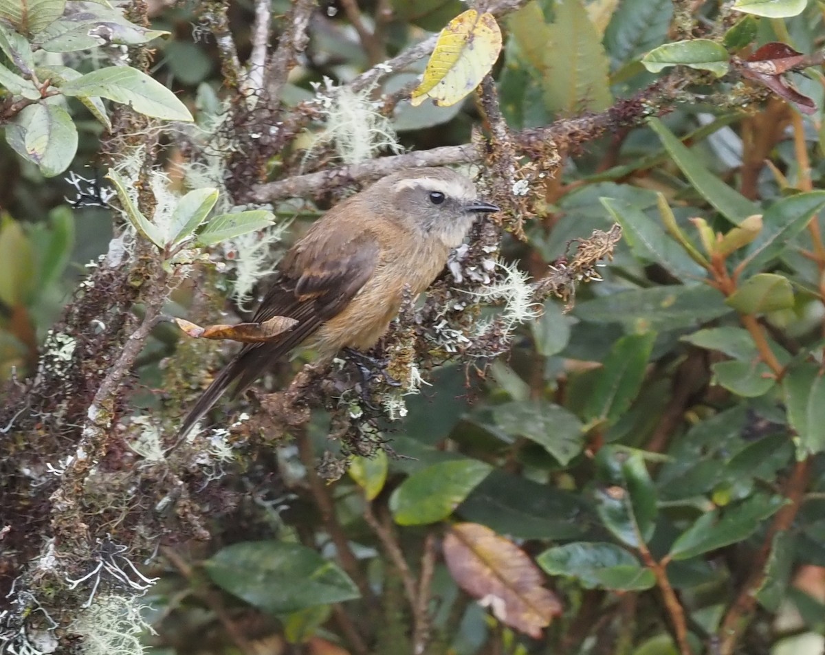 Brown-backed Chat-Tyrant - ML425921871