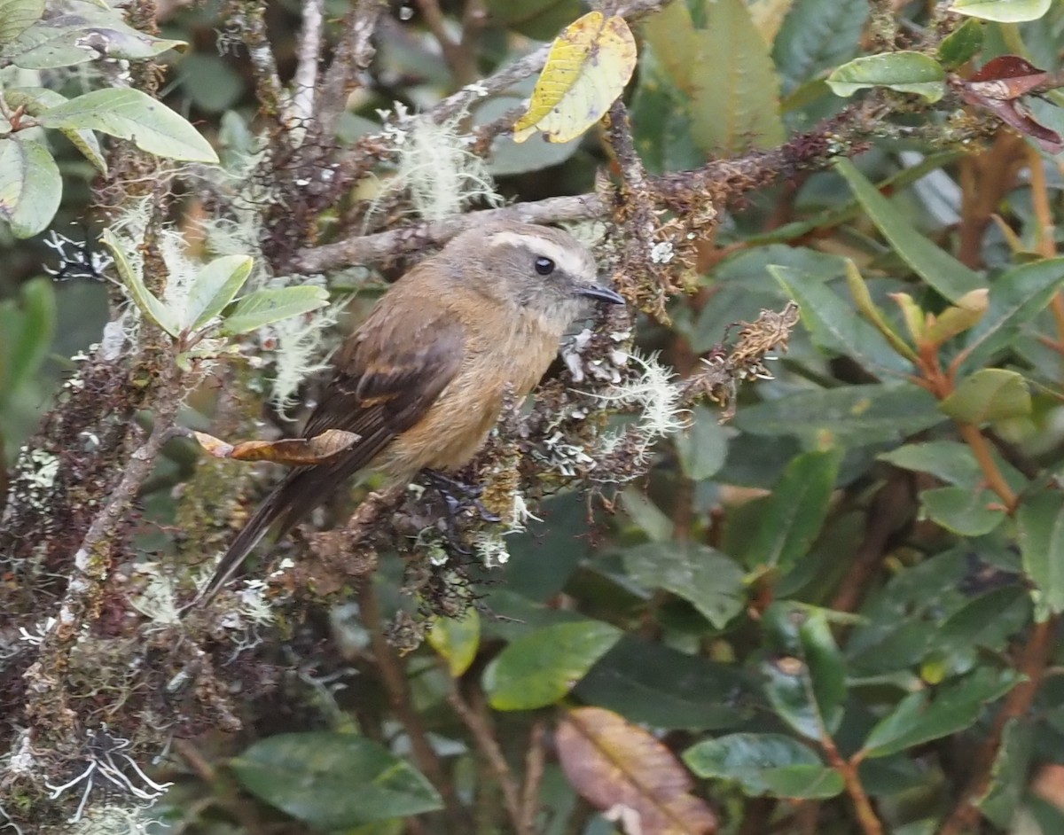 Brown-backed Chat-Tyrant - ML425921901