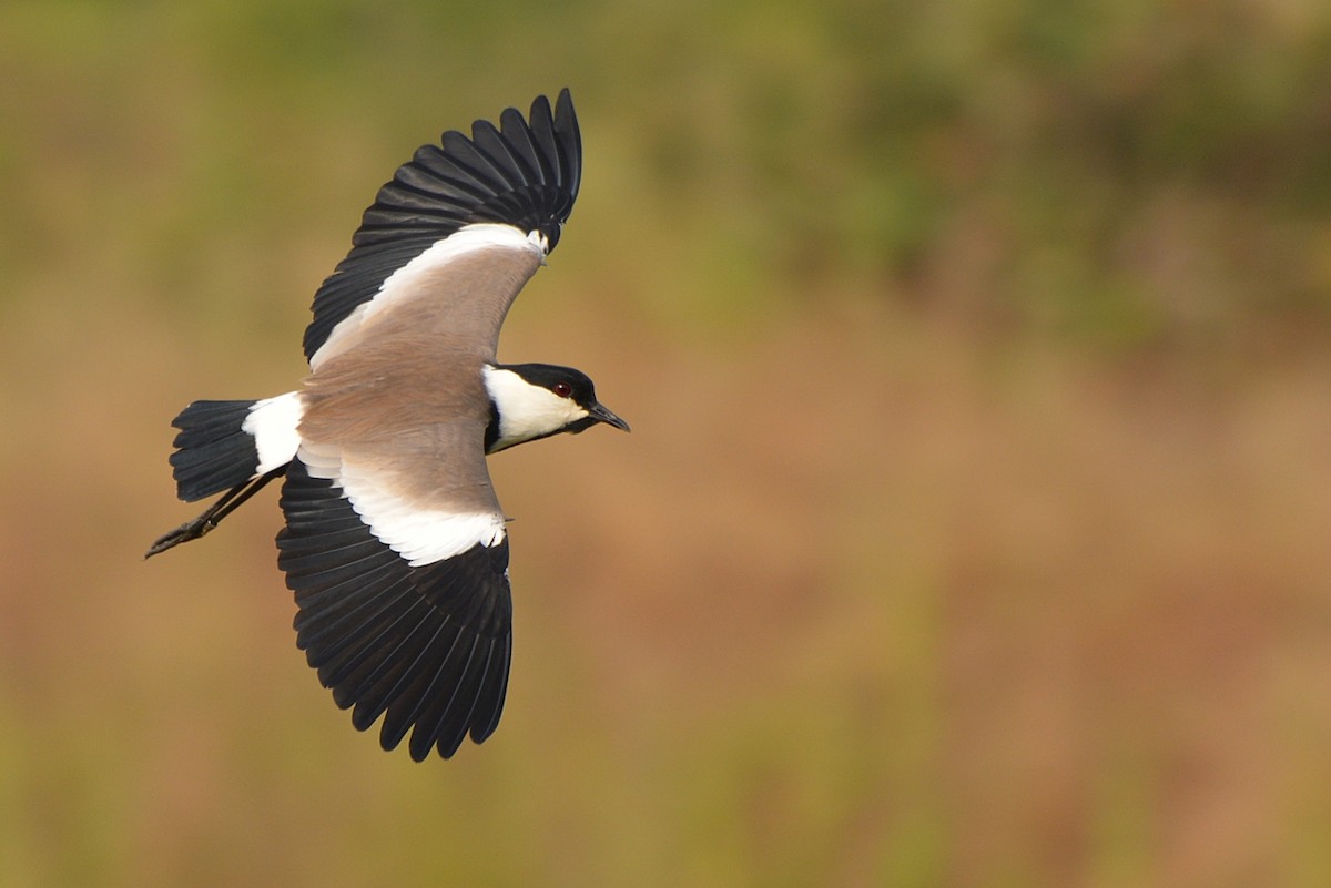 Spur-winged Lapwing - ML42592231
