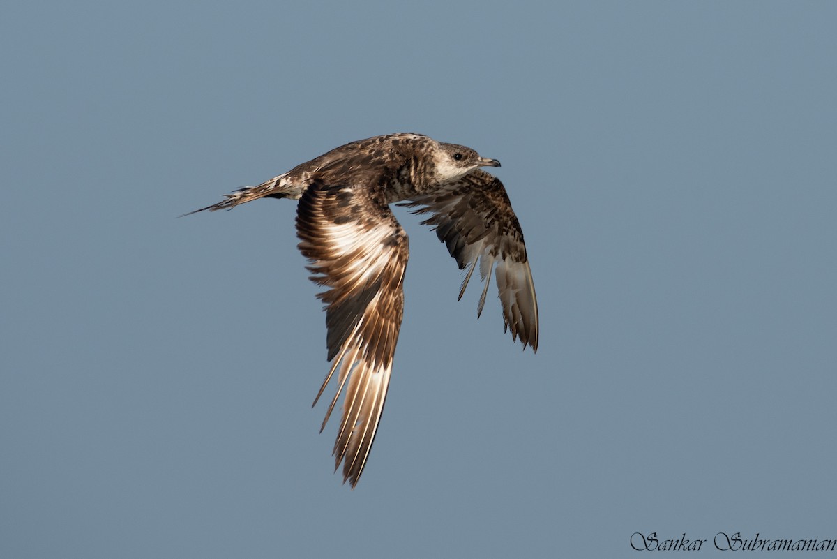 Parasitic Jaeger - ML425922371