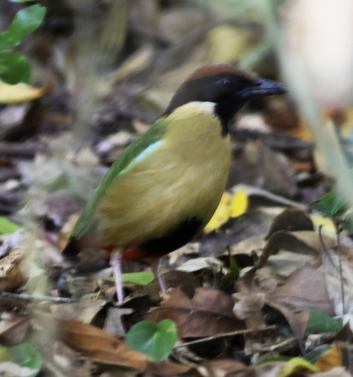 Noisy Pitta - ML425922931