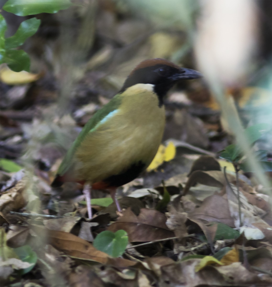 Noisy Pitta - ML425922961