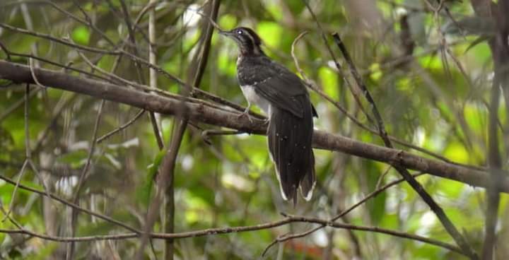 Pheasant Cuckoo - Otto Valerio   Amazonas Birding