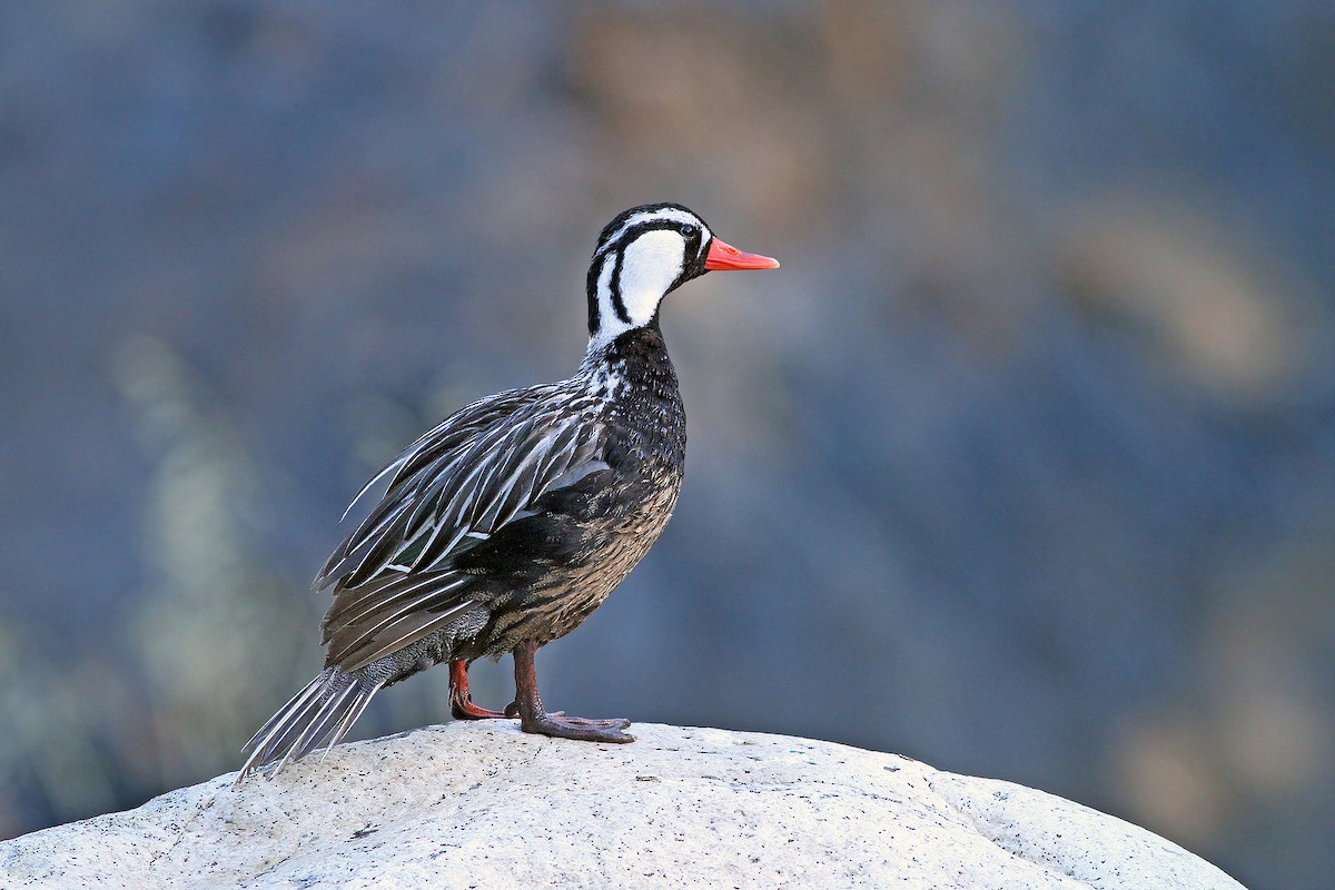 Torrent Duck - Jeremiah Trimble