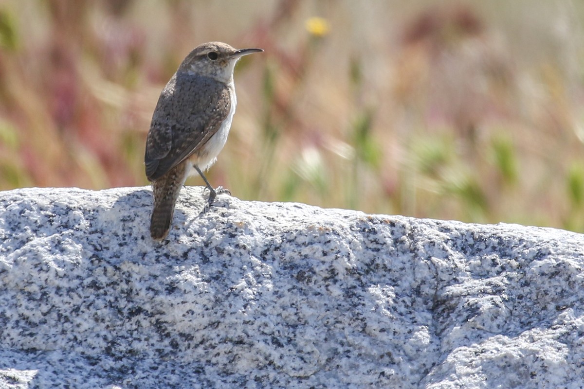 Rock Wren - ML425927111