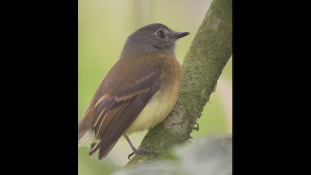 Tawny-chested Flycatcher - ML425927451