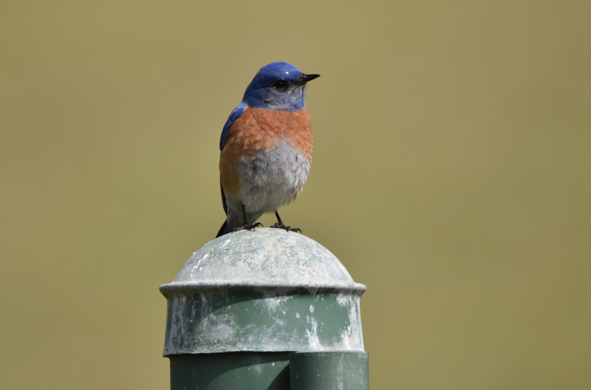 Western Bluebird - ML425928691