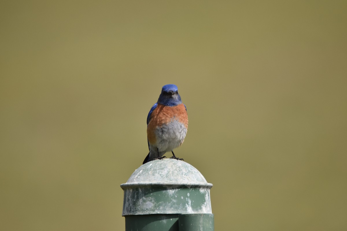 Western Bluebird - ML425928701