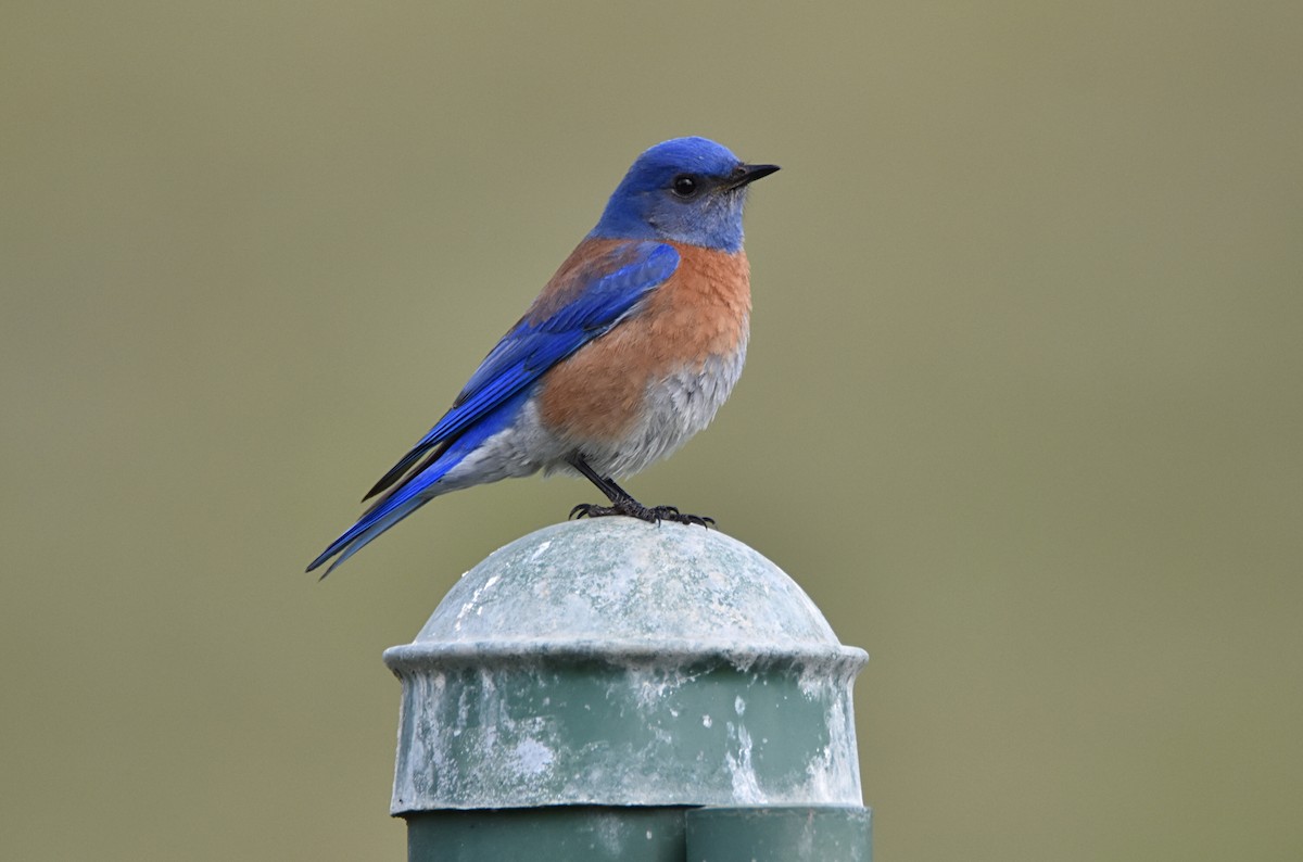 Western Bluebird - ML425928711