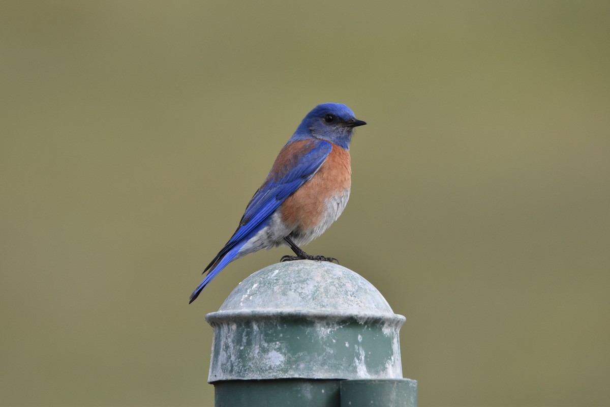 Western Bluebird - ML425928731