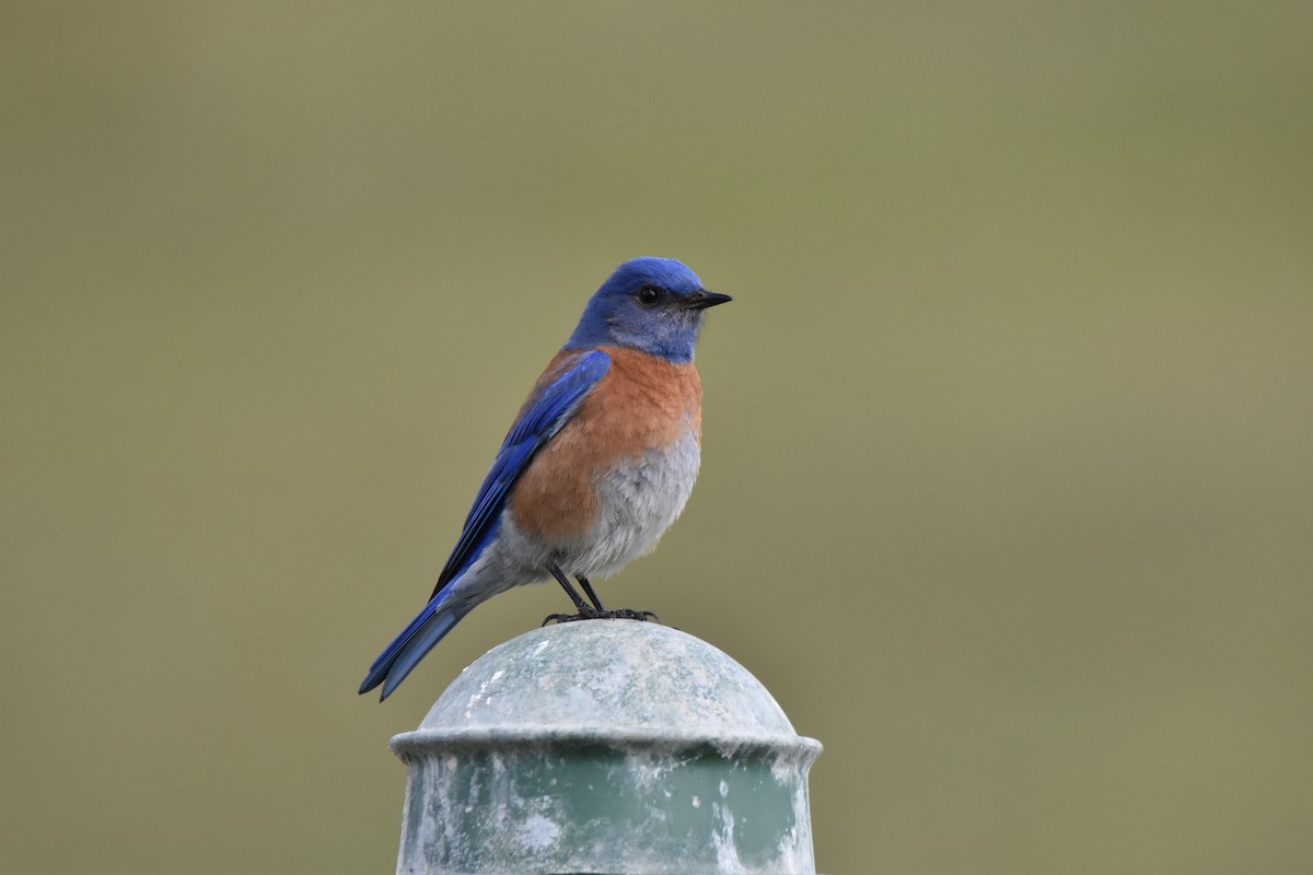 Western Bluebird - ML425928751