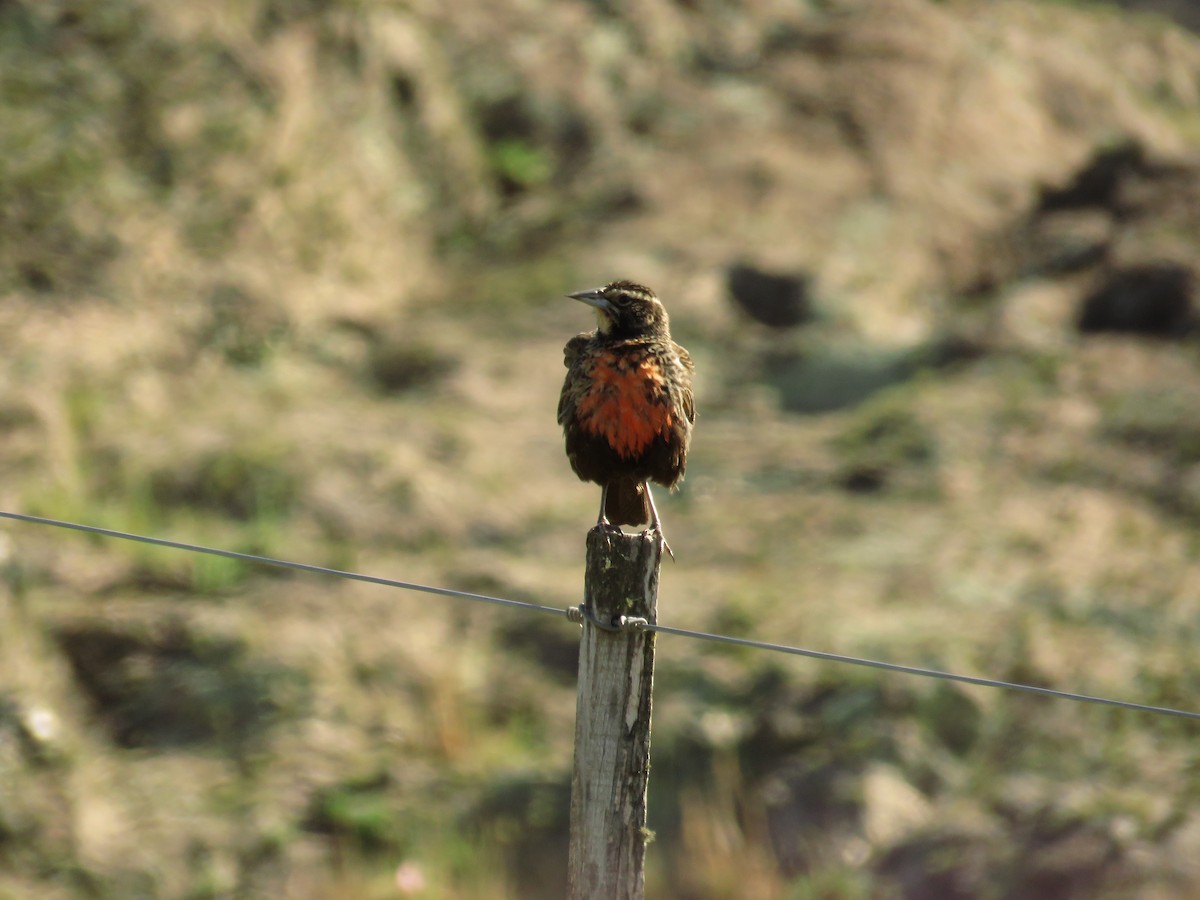 Long-tailed Meadowlark - Teresa Pegan 🦋