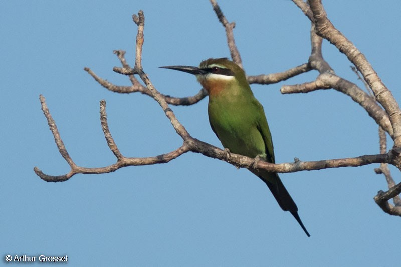 Madagascar Bee-eater - Arthur Grosset
