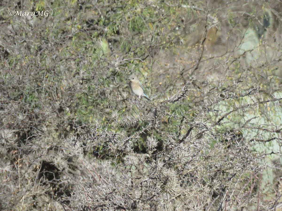 Mountain Bluebird - ML425933361