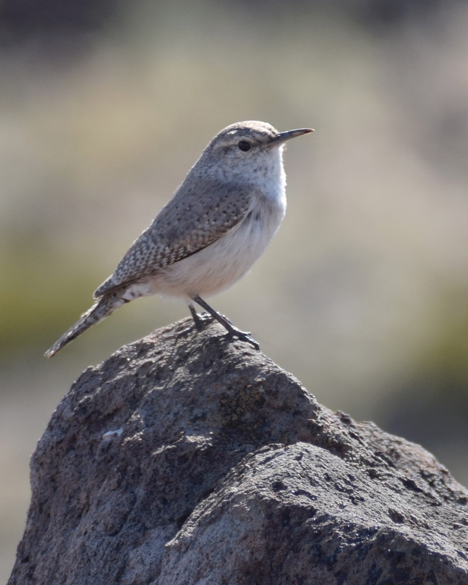 Rock Wren - ML425934641