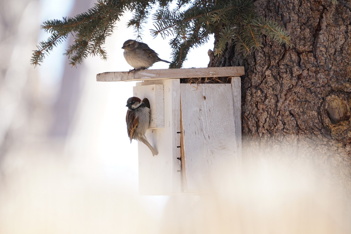 House Sparrow - ML425935491