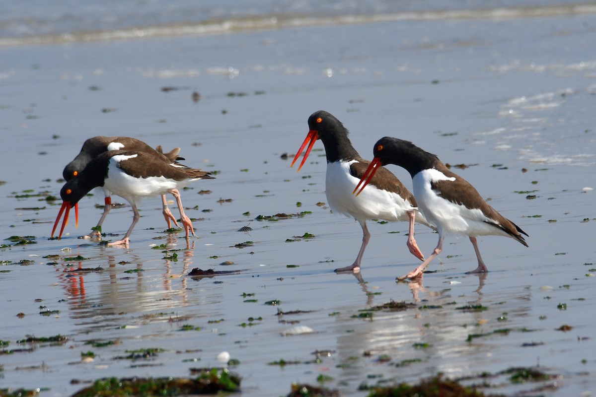 American Oystercatcher - ML425935701