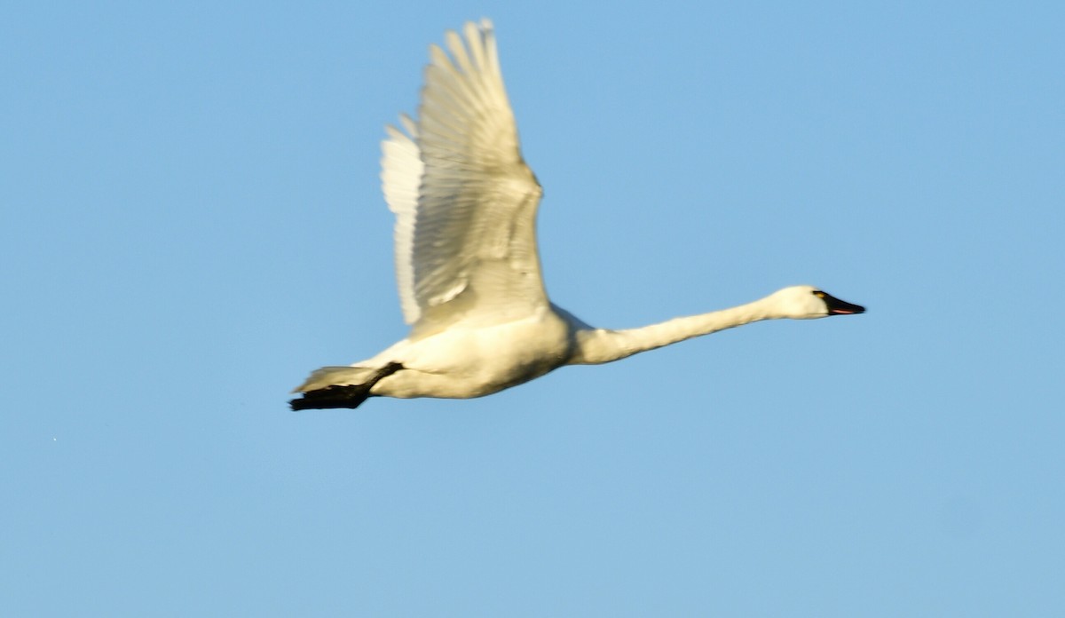 Cygne siffleur - ML425935941