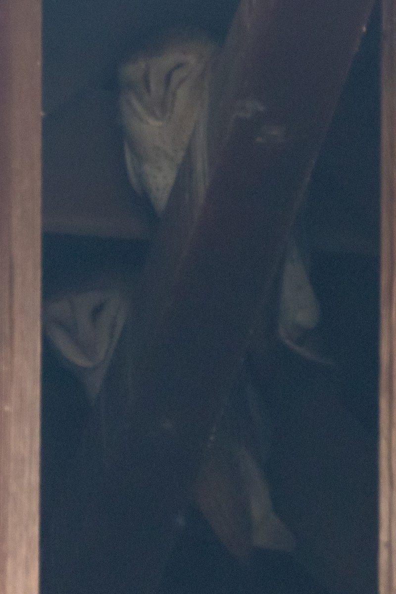 American Barn Owl - ML425936461