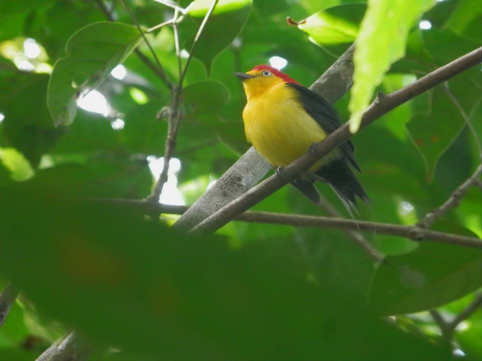 Wire-tailed Manakin - ML42593761