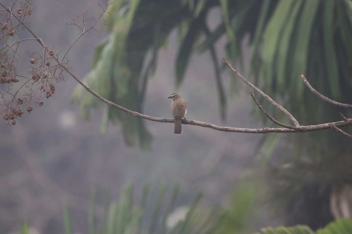 White-browed Bulbul - ML425938841