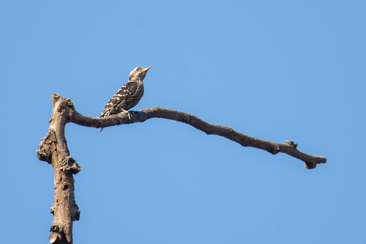 Gray-capped Pygmy Woodpecker - ML425938881