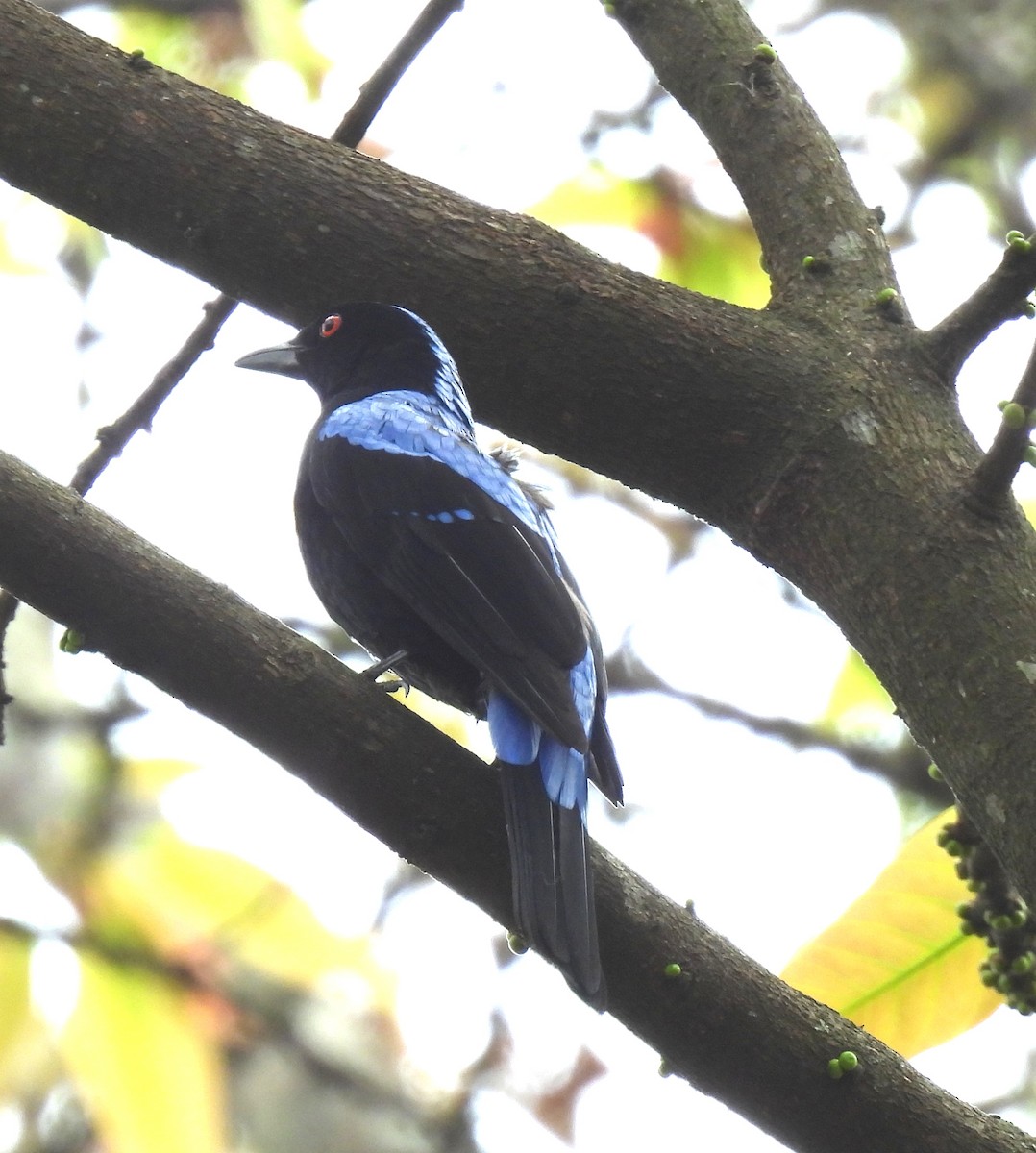 Asian Fairy-bluebird - ML425939181