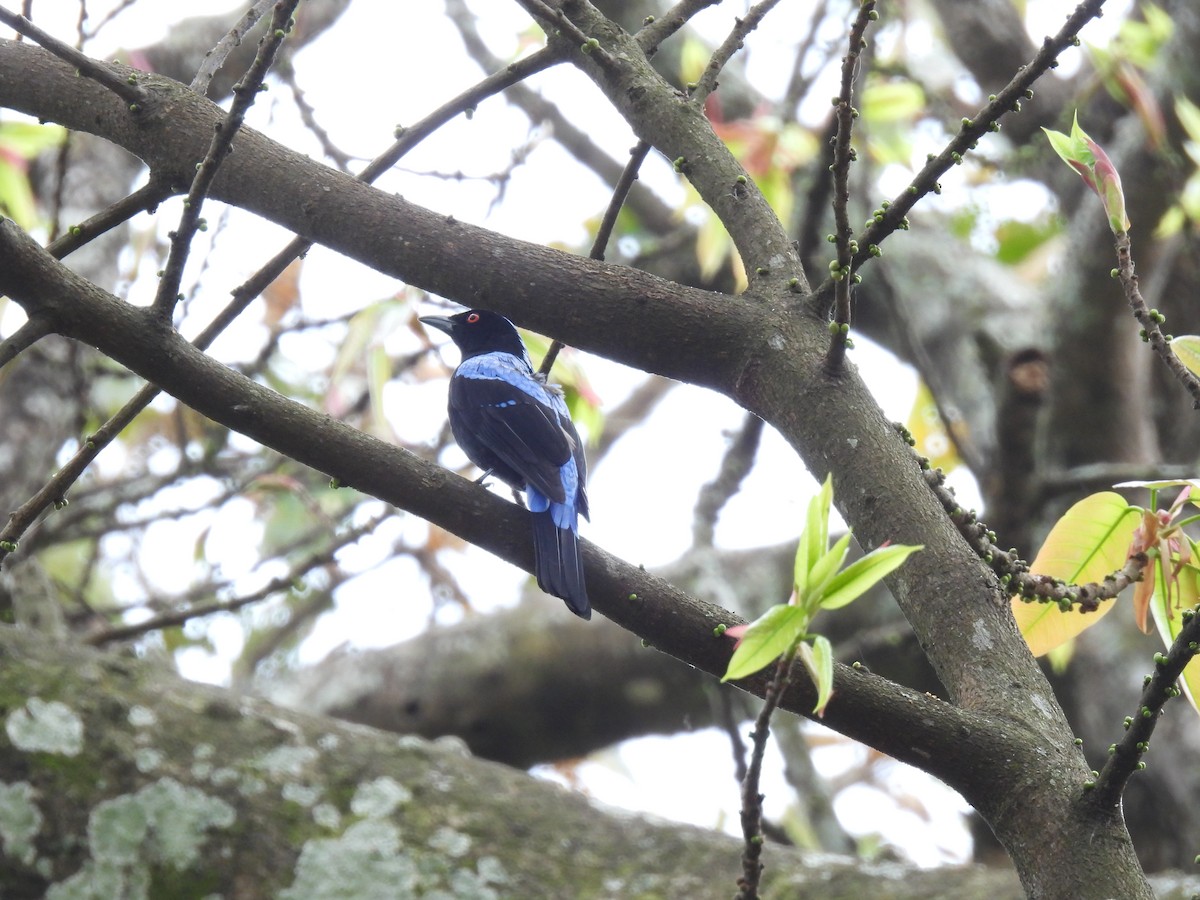 Asian Fairy-bluebird - ML425939301