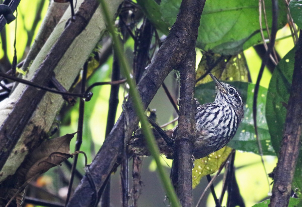 Stripe-breasted Wren - ML42593941