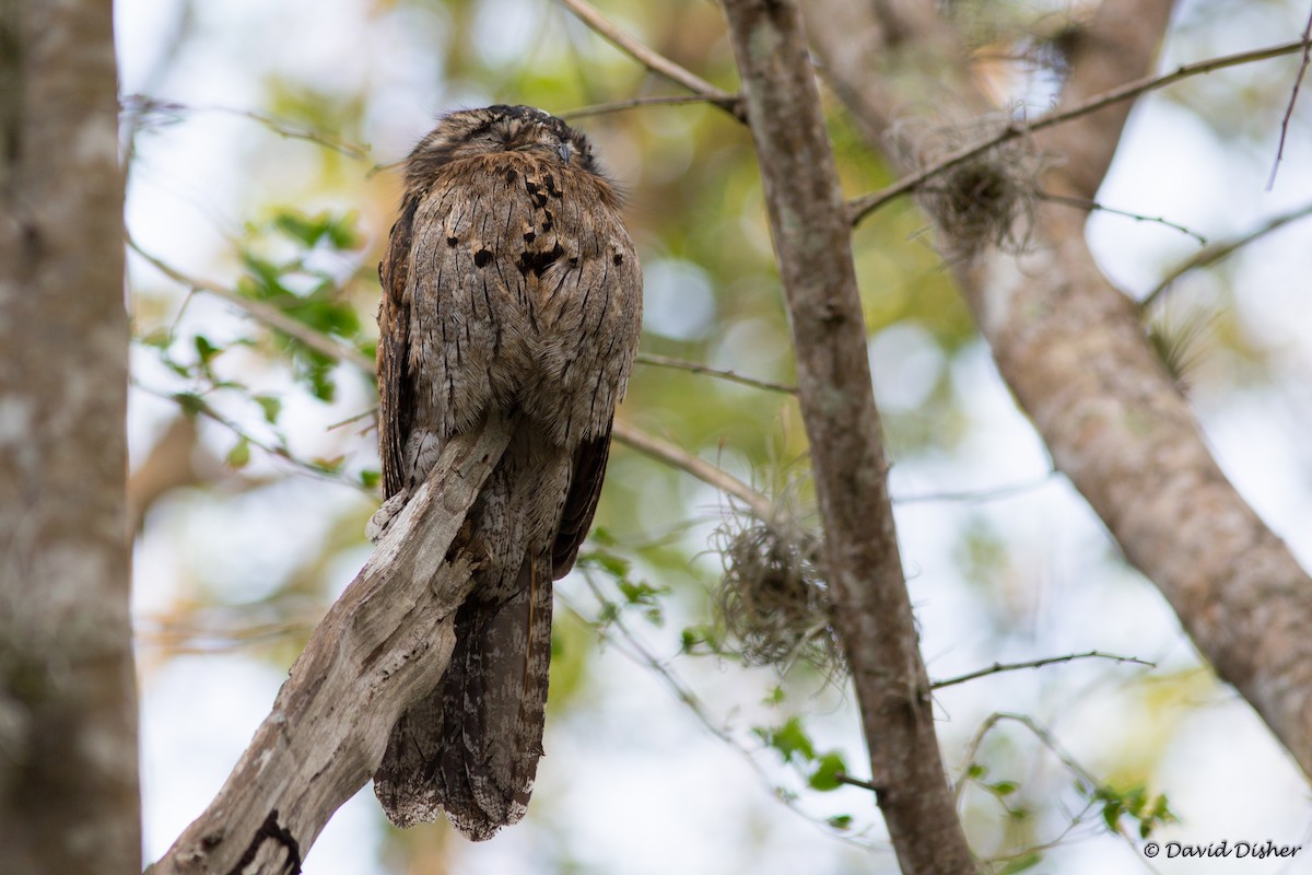 Northern Potoo - ML42593991