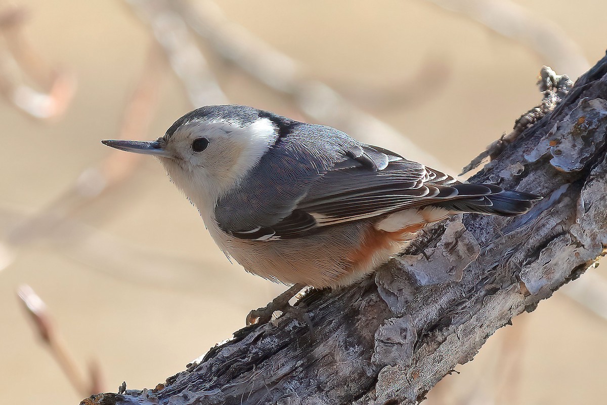 White-breasted Nuthatch - Dave Kreft
