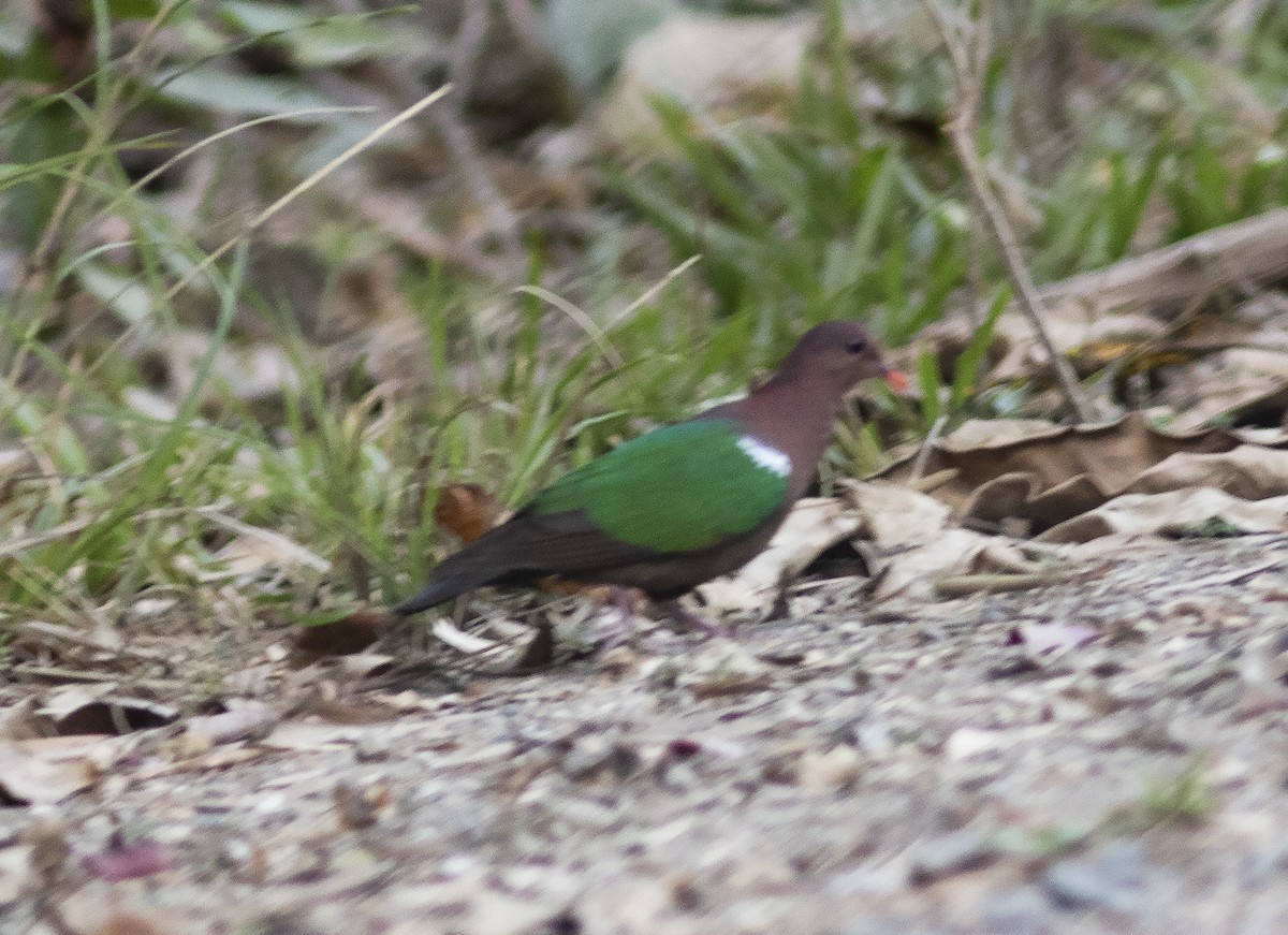 Pacific Emerald Dove - ML425940001