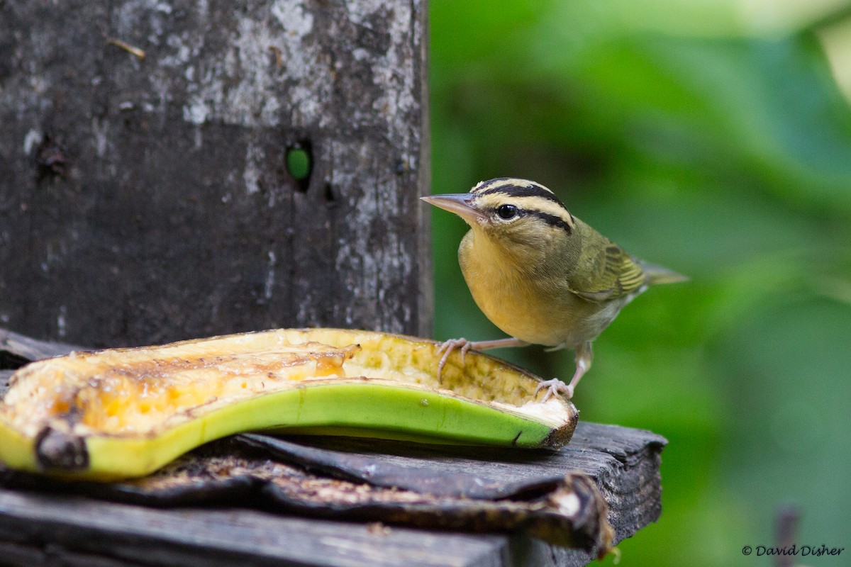 Worm-eating Warbler - ML42594001