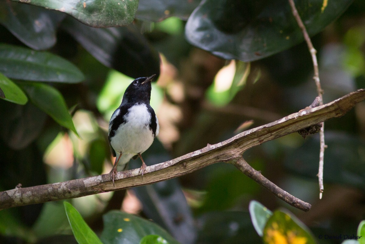 Black-throated Blue Warbler - ML42594031