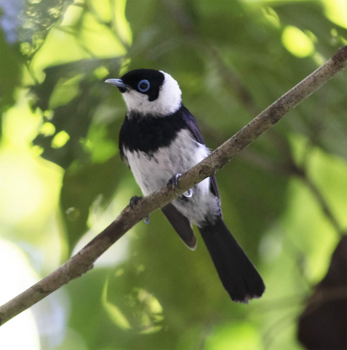 Pied Monarch - Gary Rosenberg