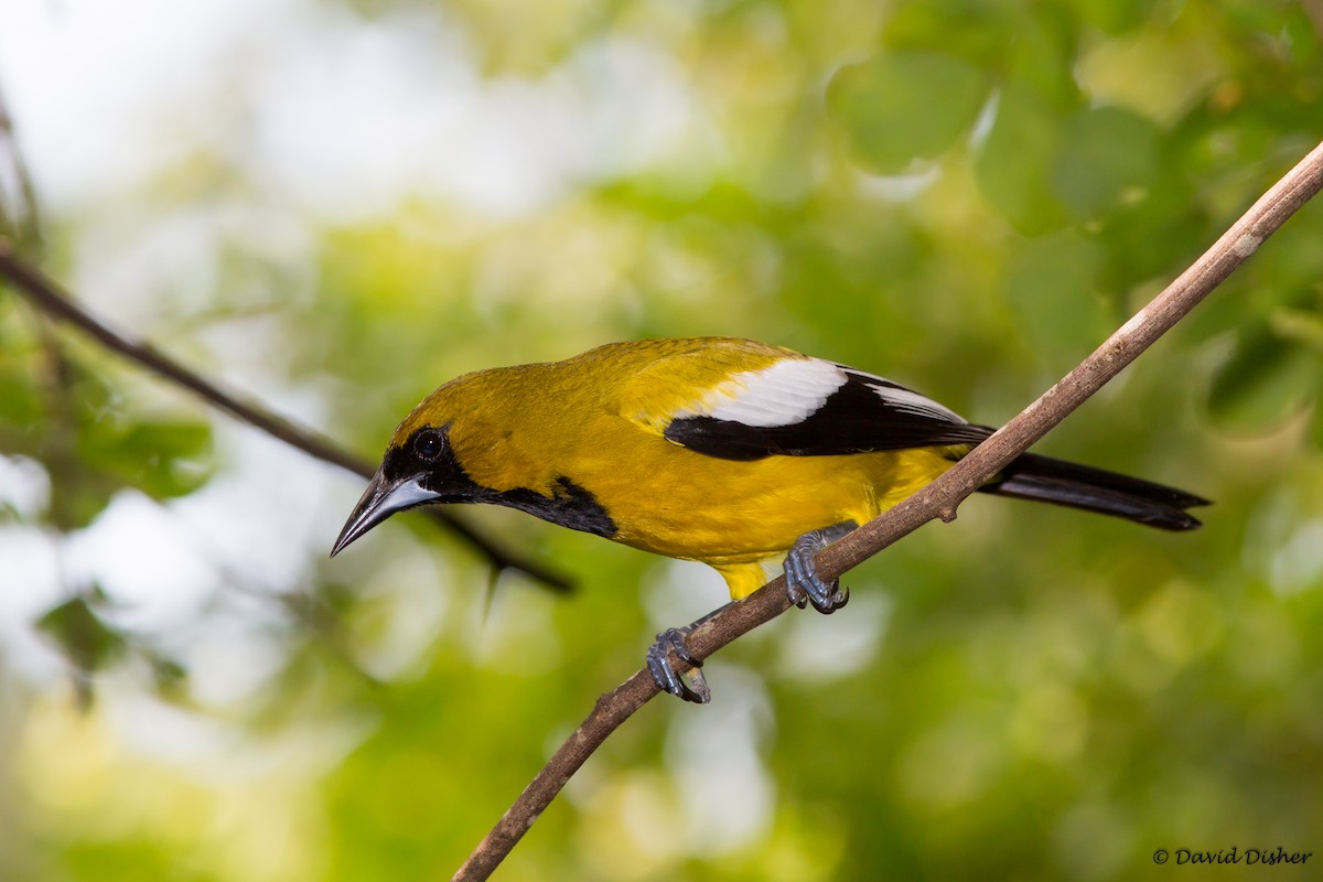 Jamaican Oriole - David Disher