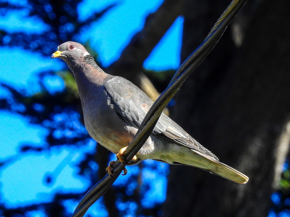 Band-tailed Pigeon (Northern) - ML425940671