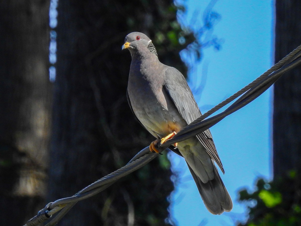 Band-tailed Pigeon (Northern) - ML425940681