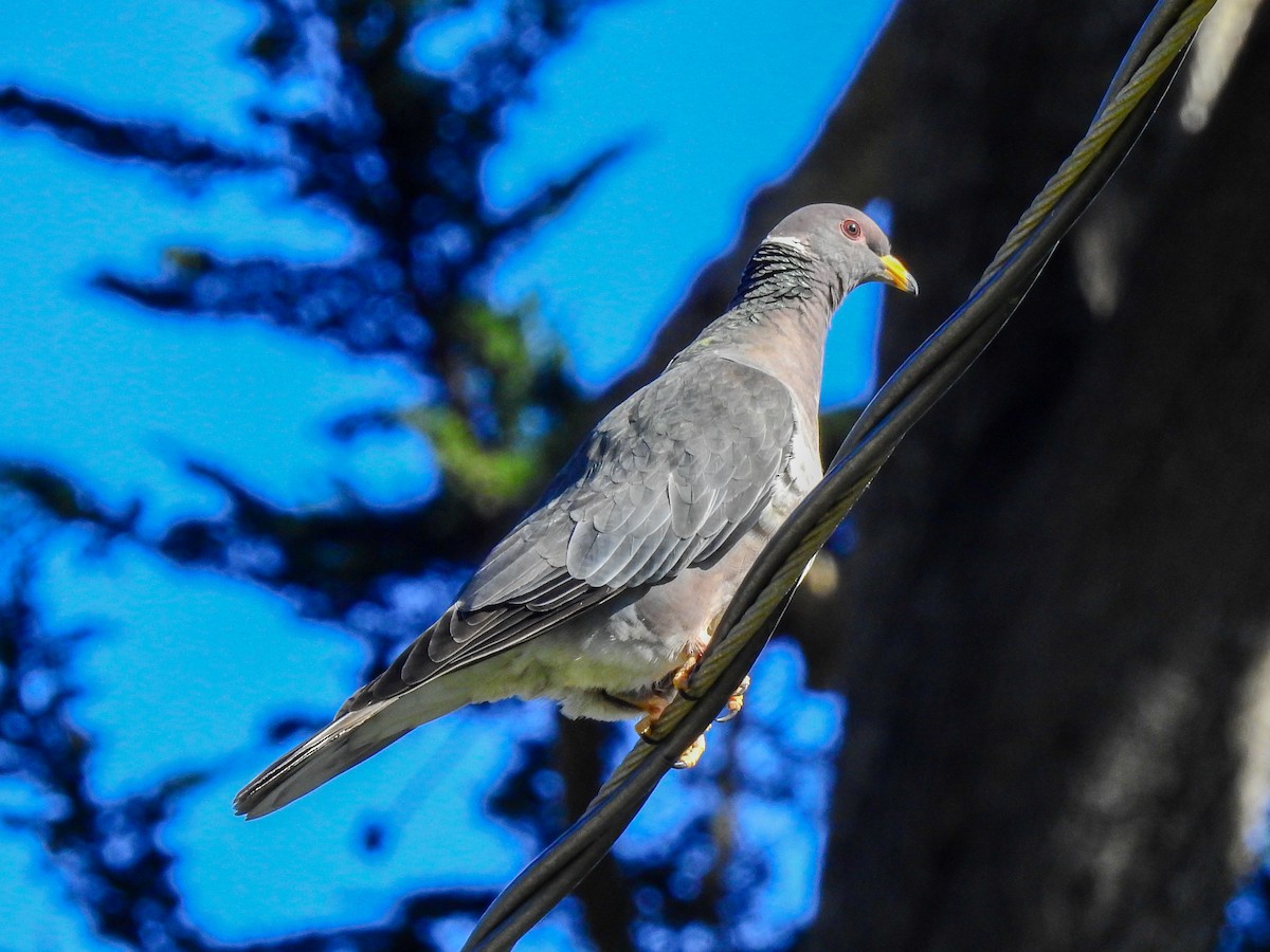 Band-tailed Pigeon (Northern) - ML425940691