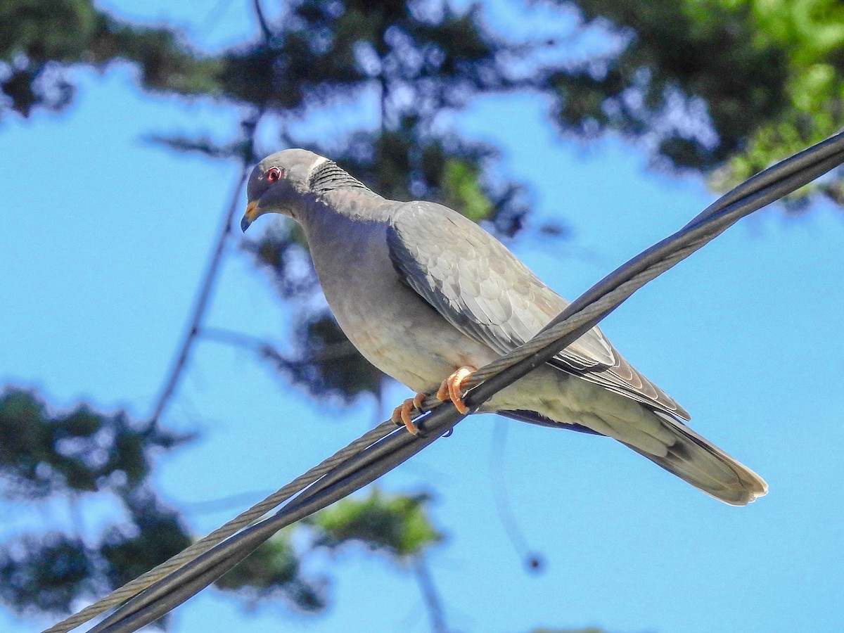 Band-tailed Pigeon (Northern) - ML425940701