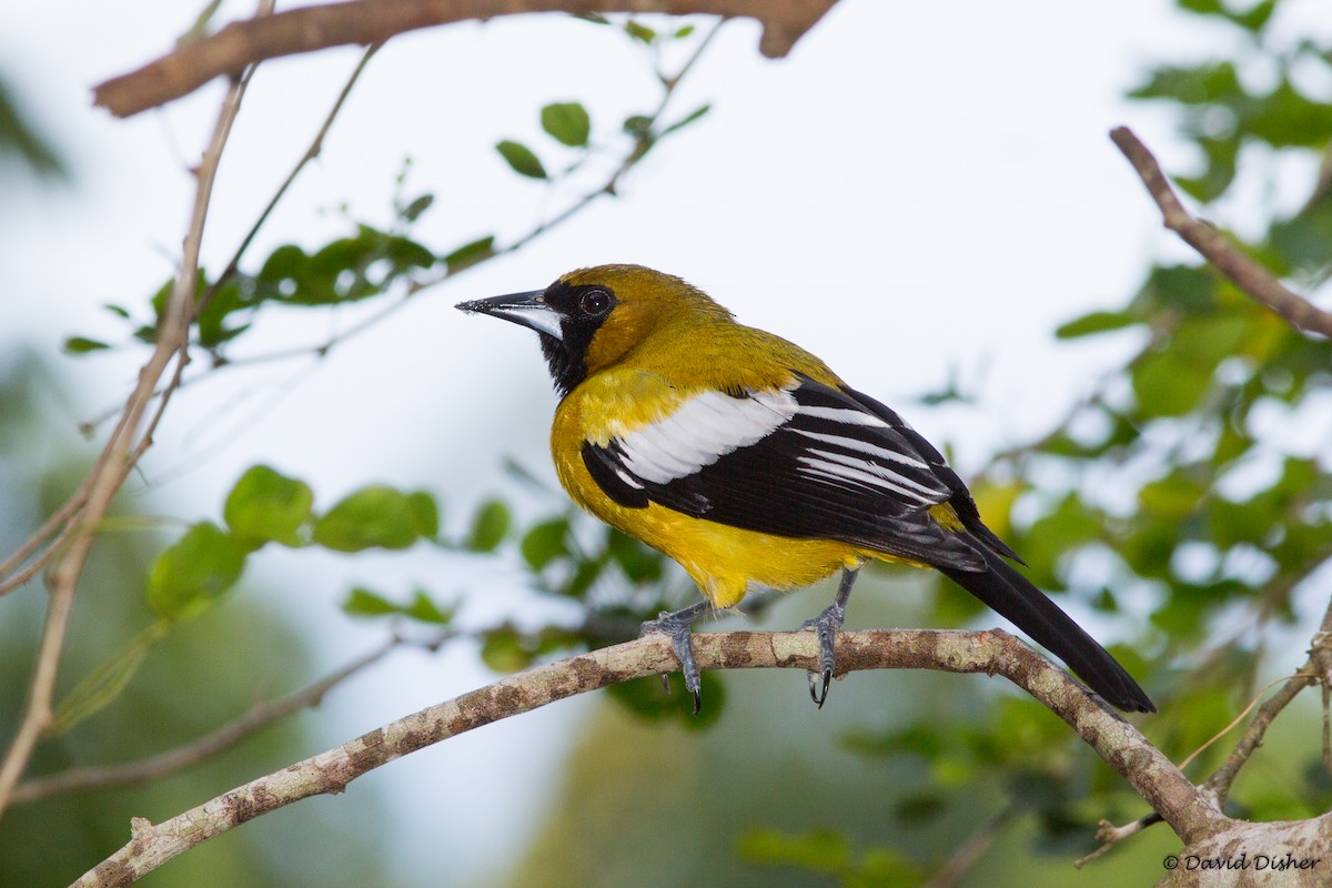 Jamaican Oriole - ML42594071