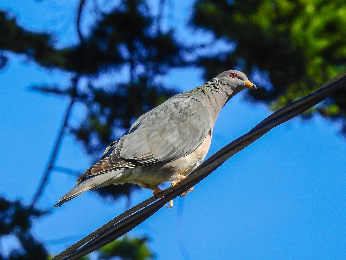Band-tailed Pigeon (Northern) - ML425940711