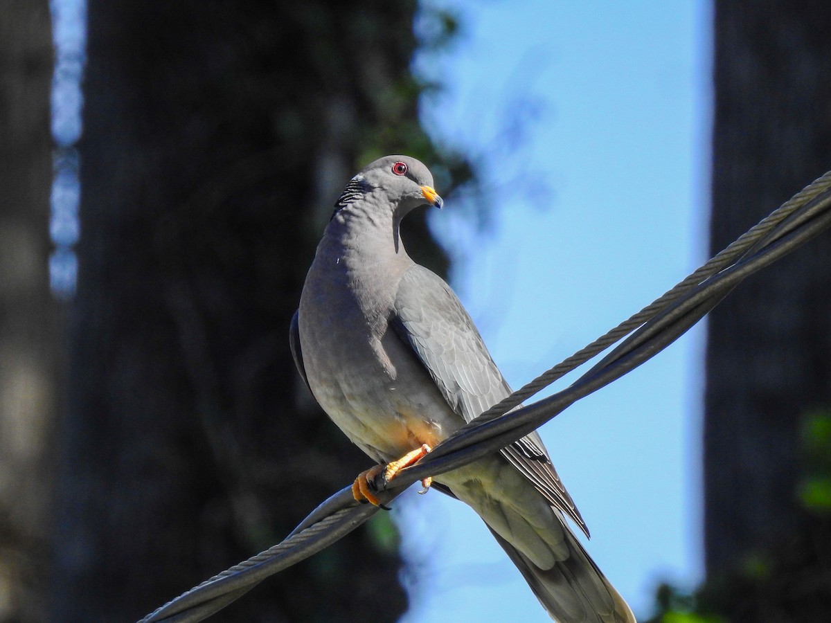 Band-tailed Pigeon (Northern) - ML425940721