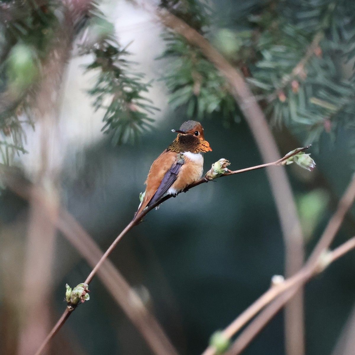 Rufous Hummingbird - ML425941851