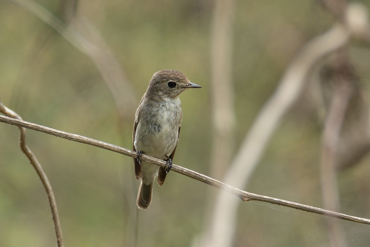 Asian Brown Flycatcher - ML425943921