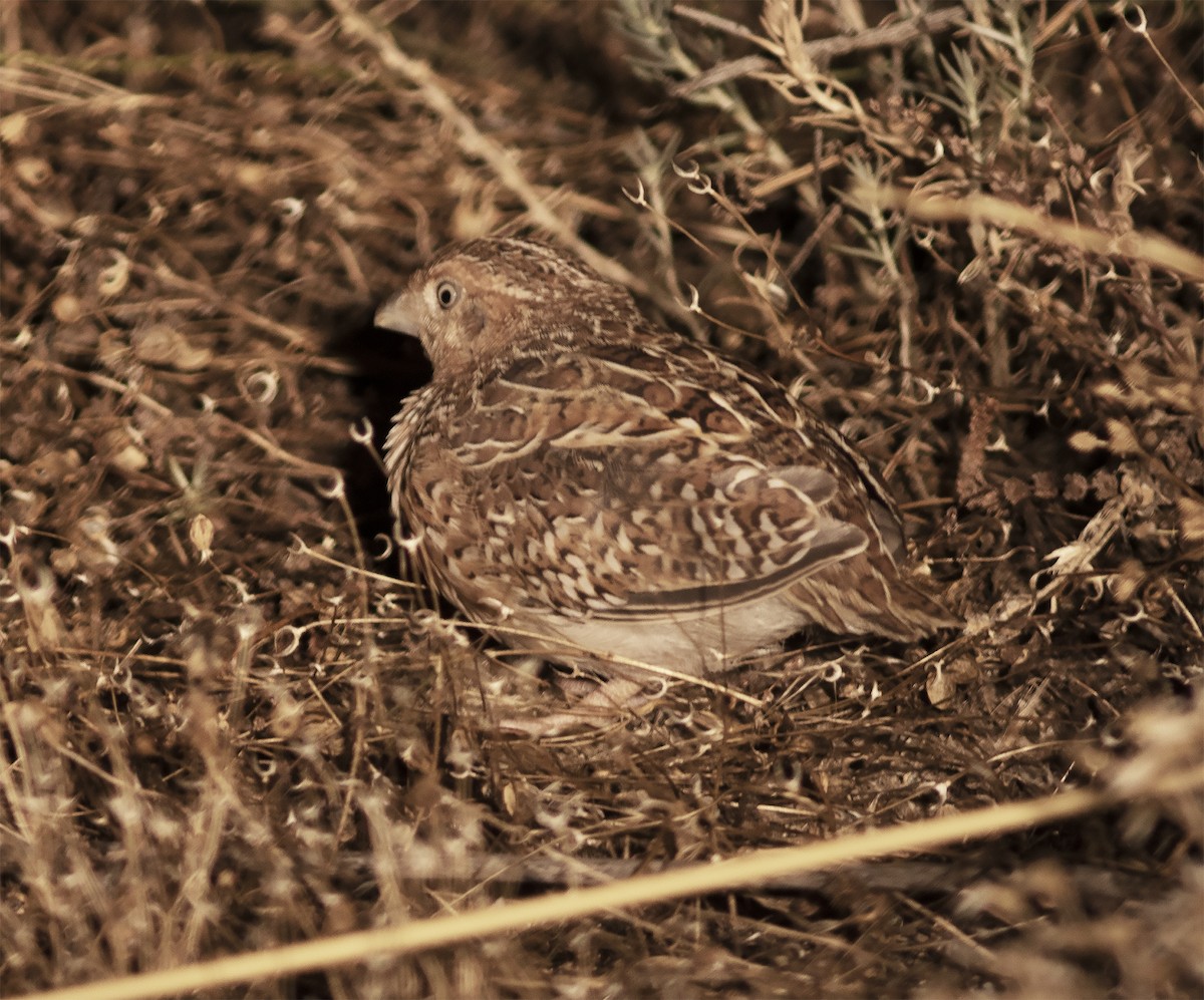 Little Buttonquail - ML425944921