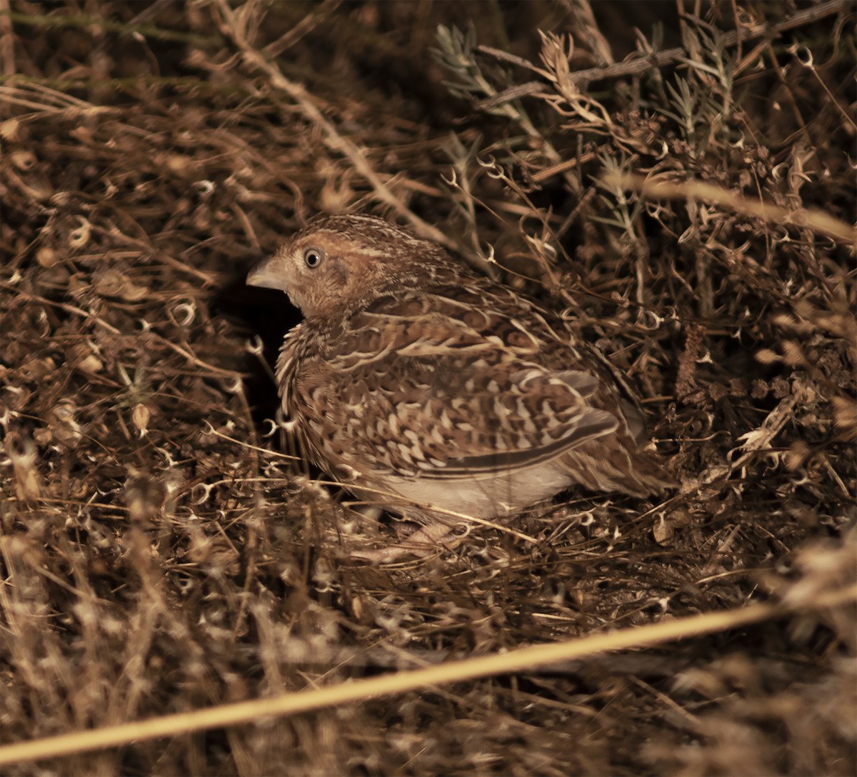 Little Buttonquail - ML425944931