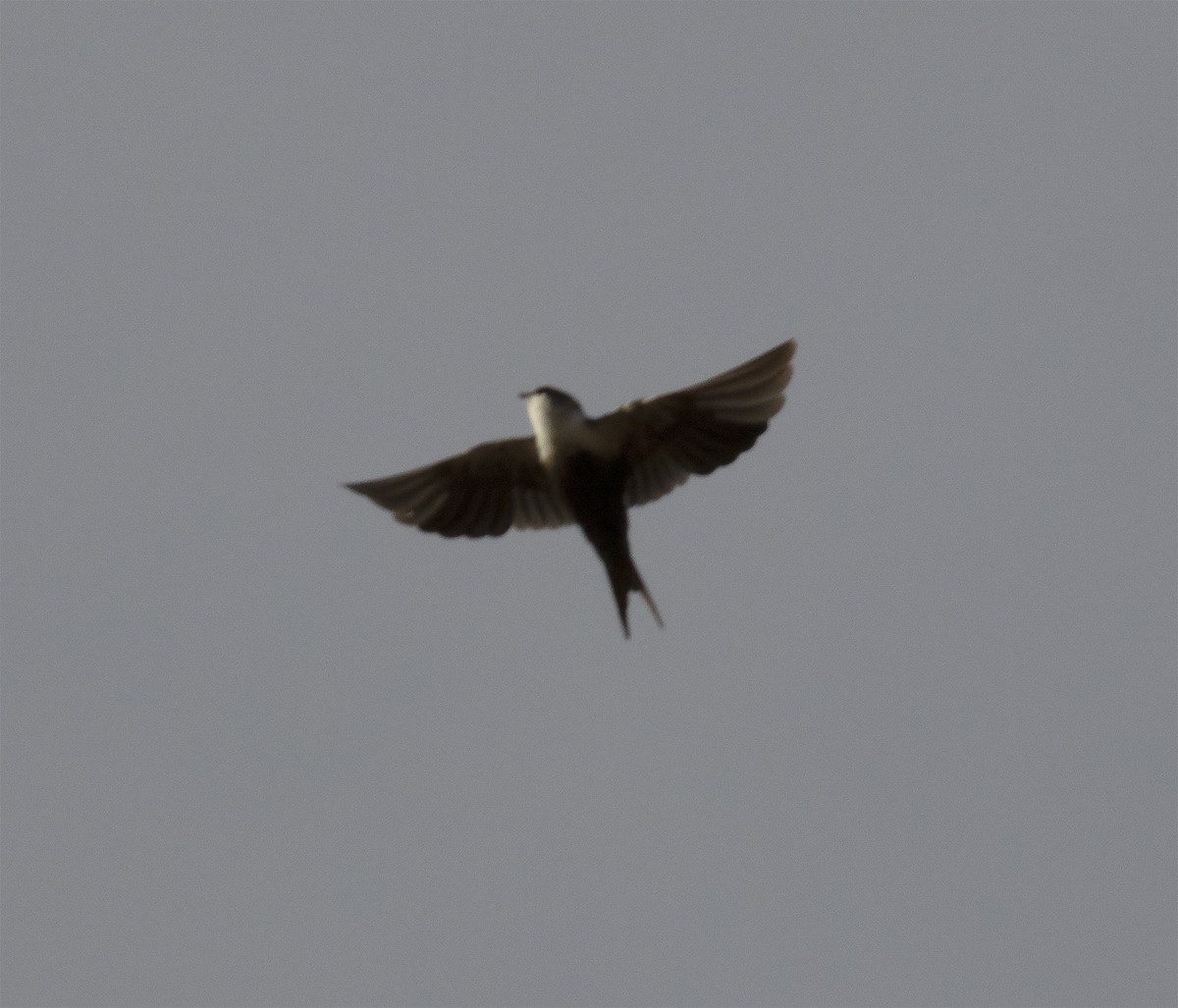 White-backed Swallow - Gary Rosenberg