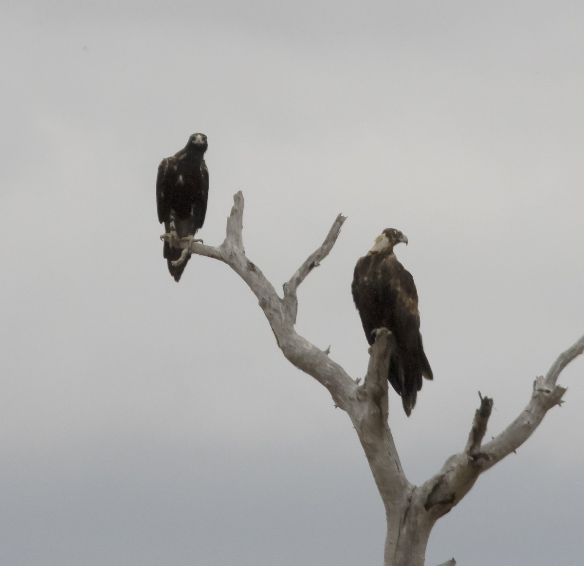 Wedge-tailed Eagle - Gary Rosenberg